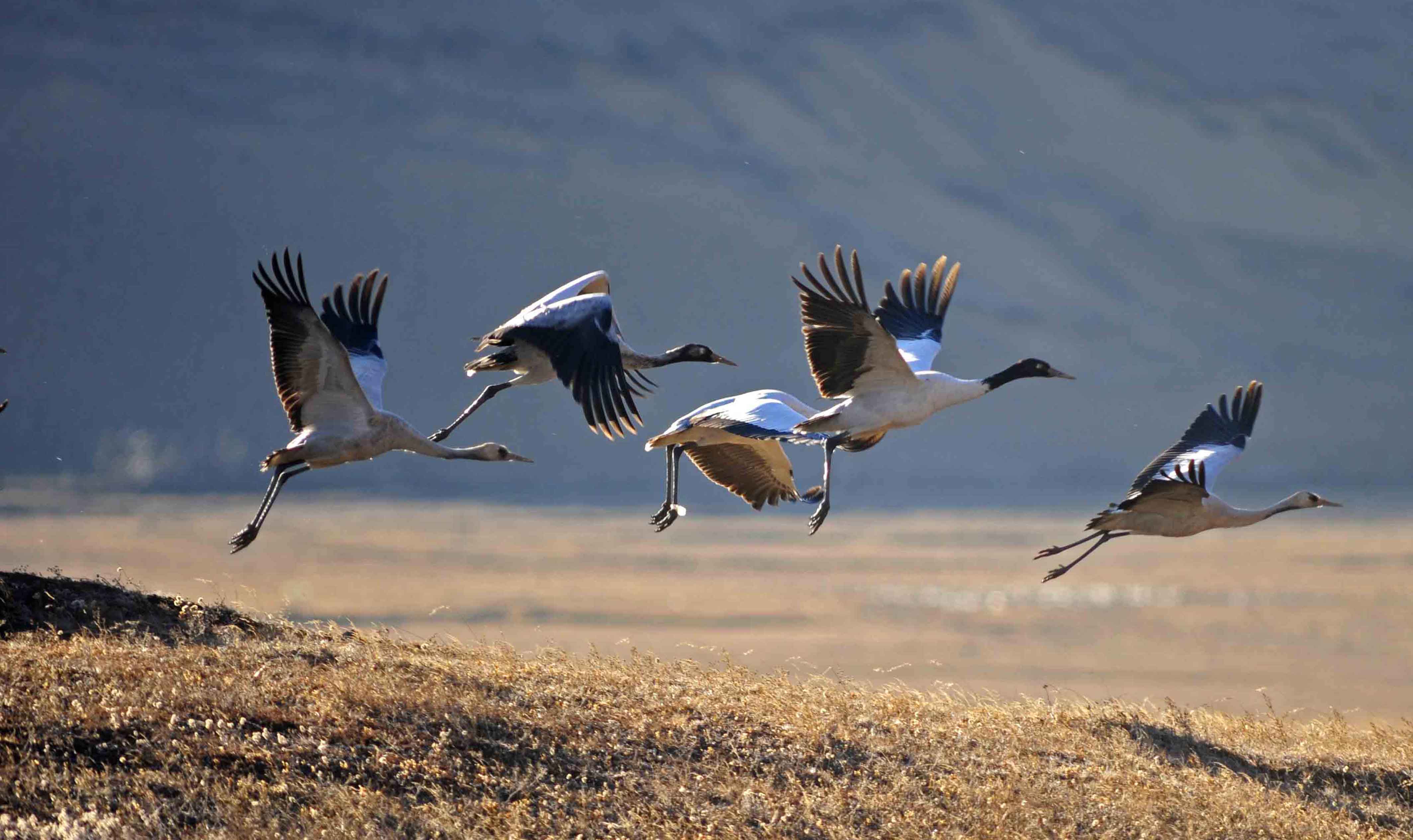 Black necked crane